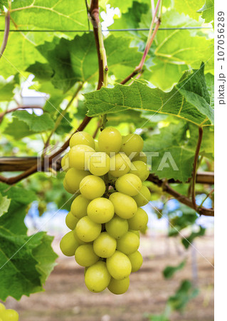 完熟したシャインマスカット　ぶどう狩り　宮城県仙台市 107056289