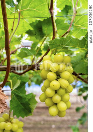 完熟したシャインマスカット　ぶどう狩り　宮城県仙台市 107056290