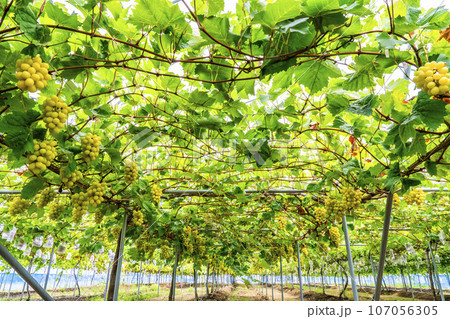 完熟したシャインマスカット　ぶどう狩り　宮城県仙台市 107056305