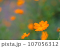 癒しのキバナコスモス 107056312