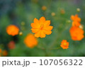 癒しのキバナコスモス 107056322