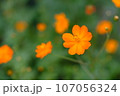 癒しのキバナコスモス 107056324