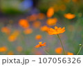 癒しのキバナコスモス 107056326
