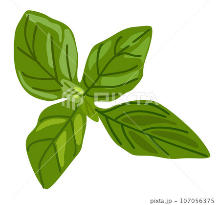 Basil leaf. Vector herbal isolated illustration. Spicy food ingredient. Basil leaf. Vector herbal isolated illustration. Spicy food ingredient. 107056375
