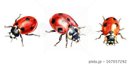ladybird ladybug watercolor ai generated ai generated 107057292