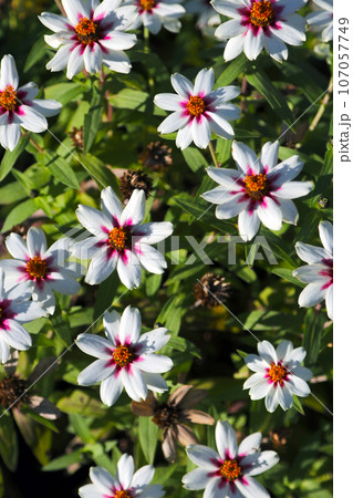 白い花びらに赤紫色の花芯がわいいメキシコヒャクニチソウの花壇(マクロレンズ使用・自然光・接写写真) 白い花びらに赤紫色の花芯がわいいメキシコヒャクニチソウの花壇(マクロレンズ使用・自然光・接写写真) 107057749