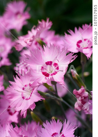 Pink feathery carnation grows in the garden in summer 107057955