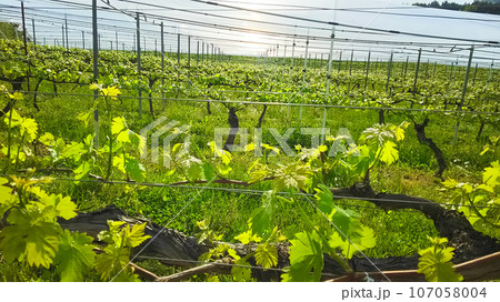 栽培されているブドウ　日本の風景　葡萄畑 107058004
