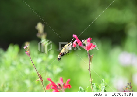 山田池公園 107058592