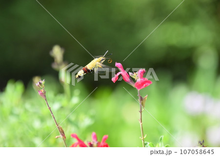 山田池公園 107058645