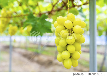 完熟したシャインマスカット ぶどう狩り 宮城県仙台市 完熟したシャインマスカット ぶどう狩り 宮城県仙台市 107058839