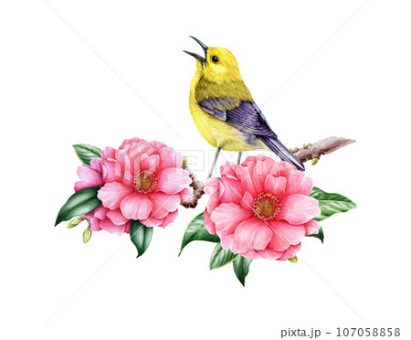 Singing warbler bird with blooming camellia flowers. Watercolor vintage style illustration. Hand drawn garden bird with tender pink camellia flowers decor. Isolated on white background Singing warbler bird with blooming camellia flowers. Watercolor vintage style illustration. Hand drawn garden bird with tender pink camellia flowers decor. Isolated on white background 107058858