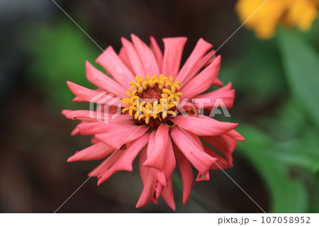 ジニア　0095 107058952