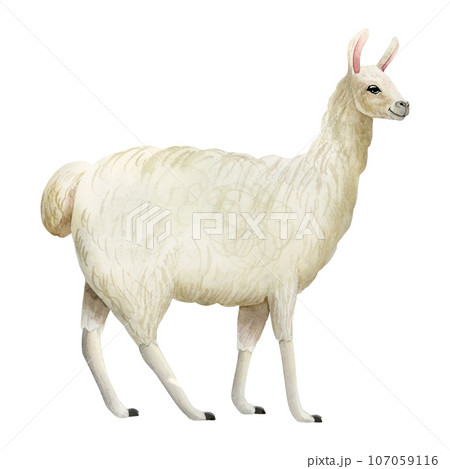 White llama or alpaca watercolor hand drawn illustration isolated on white background. Cute mammal animal painting for design, print or wall art White llama or alpaca watercolor hand drawn illustration isolated on white background. Cute mammal animal painting for design, print or wall art 107059116