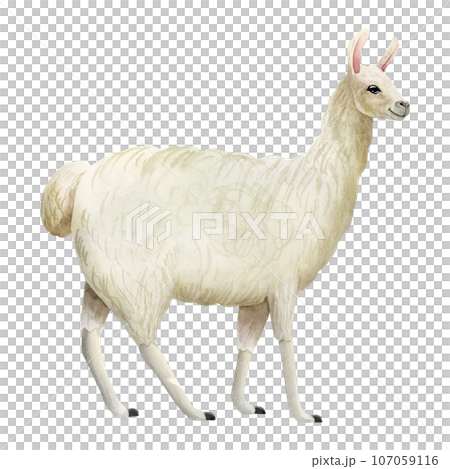 White llama or alpaca watercolor hand drawn illustration isolated on white background. Cute mammal animal painting for design, print or wall art White llama or alpaca watercolor hand drawn illustration isolated on white background. Cute mammal animal painting for design, print or wall art 107059116