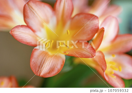 君子蘭 君子蘭 107059332