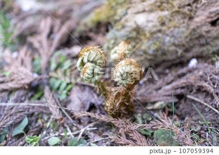 ゼンマイ 107059394