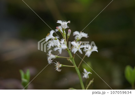 ミツガシワの花 107059634