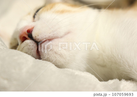 眠る三毛猫 107059693