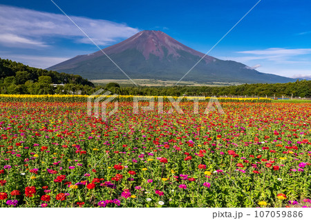 《山梨県》夏の富士山と百日草・花の都公園 107059886