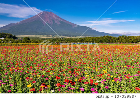 《山梨県》夏の富士山と百日草・花の都公園 107059887