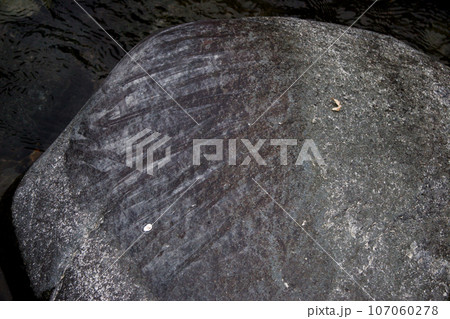 アユが底石に付着した苔を歯ではぎ取って食べた痕が、石の表面についた 107060278