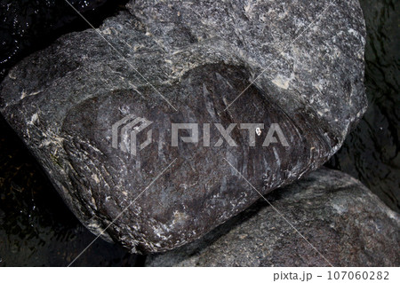 アユが底石に付着した苔を歯ではぎ取って食べた痕が、石の表面についた 107060282