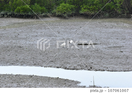 クロツラヘラサギ (Okinawa) クロツラヘラサギ (Okinawa) 107061007