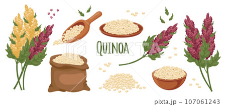Set of quinoa grains and spikelets. Quinoa plant, quinoa grains in a plate, spoon and bag. Agriculture, food, design elements, vector 107061243