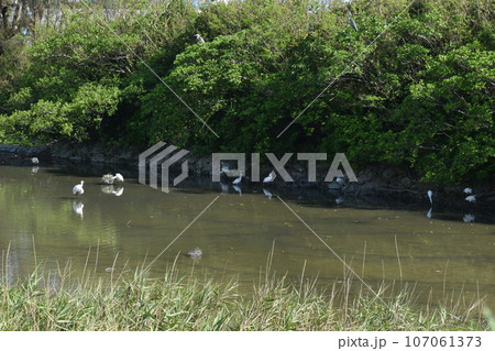 クロツラヘラサギ (Okinawa) クロツラヘラサギ (Okinawa) 107061373