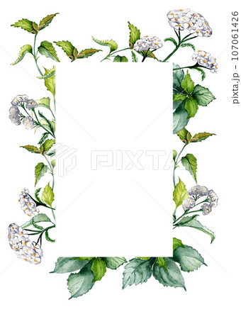 Frame of nettle stem, achillea millefolium watercolor illustration isolated on white background. Urtica dioica, yarrow useful herbal plants hand drawn. Design for label, package, postcard, template Frame of nettle stem, achillea millefolium watercolor illustration isolated on white background. Urtica dioica, yarrow useful herbal plants hand drawn. Design for label, package, postcard, template 107061426