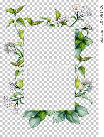 Frame of nettle stem, achillea millefolium watercolor illustration isolated on white background. Urtica dioica, yarrow useful herbal plants hand drawn. Design for label, package, postcard, template Frame of nettle stem, achillea millefolium watercolor illustration isolated on white background. Urtica dioica, yarrow useful herbal plants hand drawn. Design for label, package, postcard, template 107061426