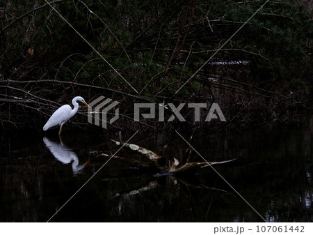 水辺で獲物を狙う白鷺 107061442
