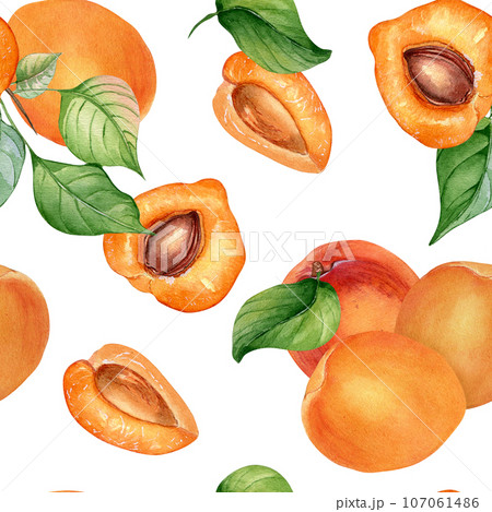 Watercolor whole and segment apricots seamless pattern isolated on white. Orange fruits illustration. Peach, leaves, nectarine hand drawn. Design element for package, wrapping, textile, background 107061486