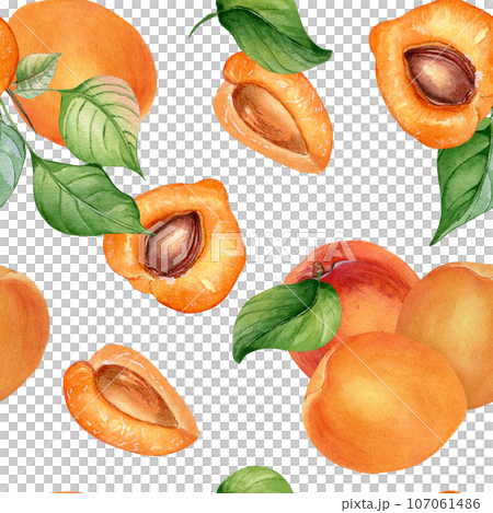 Watercolor whole and segment apricots seamless pattern isolated on white. Orange fruits illustration. Peach, leaves, nectarine hand drawn. Design element for package, wrapping, textile, background 107061486
