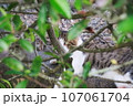 木の枝に隠れたふわふわの猫 107061704
