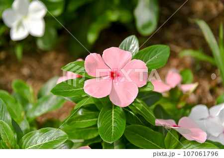 ニチニチソウ 107061796