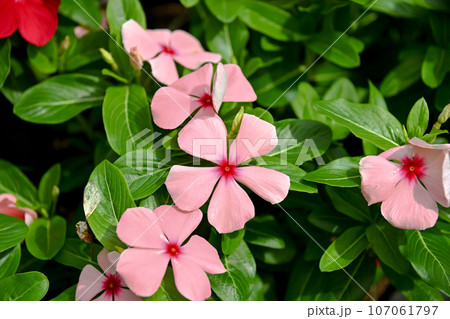 ニチニチソウ ニチニチソウ 107061797