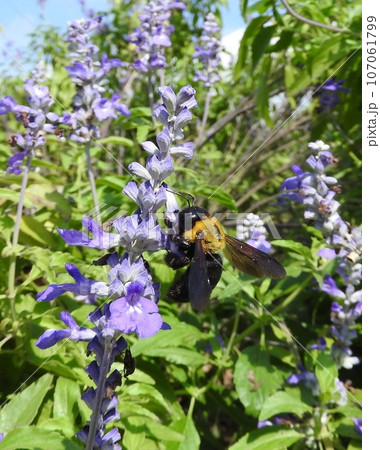 ブルーサルビアに来た「キムネクマバチ」 ブルーサルビアに来た「キムネクマバチ」 107061799