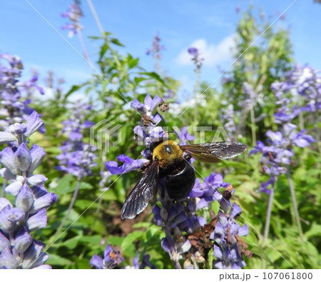 ブルーサルビアに来た「キムネクマバチ」 107061800