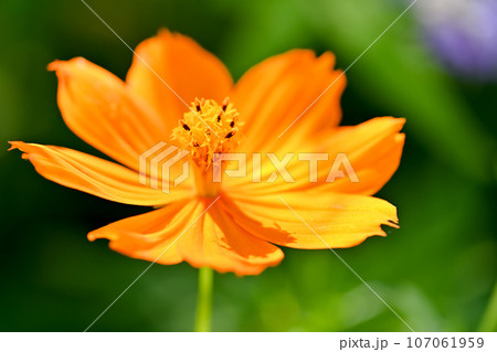 秋の花壇に咲くキバナコスモスのオレンジ色の花 107061959