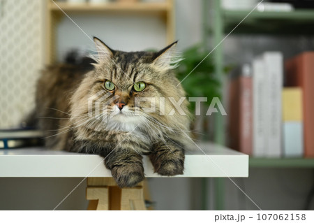 A gray fluffy cat lying on white table. Adorable domestic pet concept A gray fluffy cat lying on white table. Adorable domestic pet concept 107062158