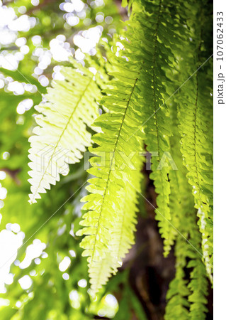 The Green Nephrolepis cordifolia foliage with sunlight bokeh, Selective focus. The Green Nephrolepis cordifolia foliage with sunlight bokeh, Selective focus. 107062433