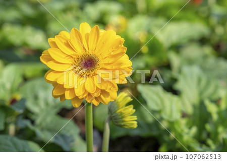 Close up Yellow Gerbera Daisy Flower plant with water drop in the garden. 107062513