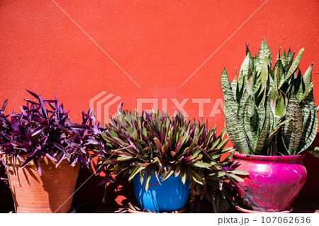 Home plants in colorful pots over red wall background 107062636