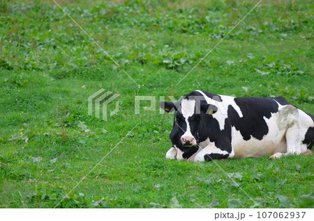 【動画あり】北海道の牧場風景・ホルスタイン牛 【動画あり】北海道の牧場風景・ホルスタイン牛 107062937