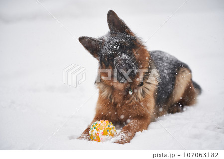 A dog plays in a snowstorm in winter. 107063182