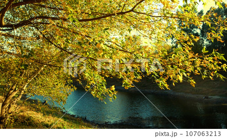 A tree with yellowed yellow leaves over a lake with blue water. 107063213