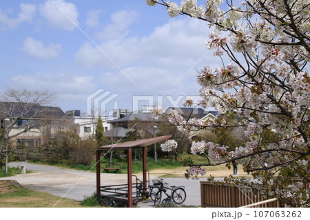 桜の花が満開の春の親水中央公園(兵庫県芦屋市) 107063262