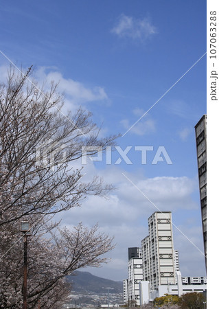 兵庫県芦屋市シーサイドタウン付近の満開の桜並木 兵庫県芦屋市シーサイドタウン付近の満開の桜並木 107063288